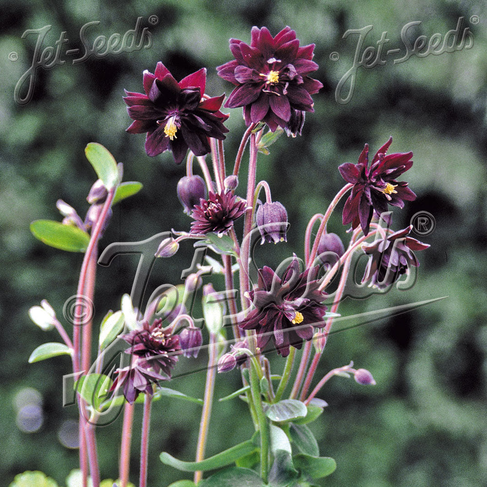 Aquilegia vulgaris var. stellata 'Black Barlow' (Barlow Series)