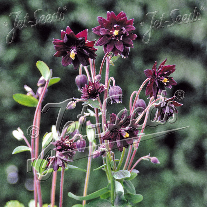 Aquilegia vulgaris var. stellata 'Black Barlow' (Barlow Series)