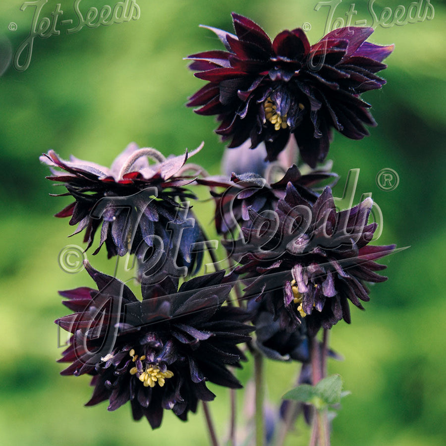 Aquilegia vulgaris var. stellata 'Black Barlow' (Barlow Series)