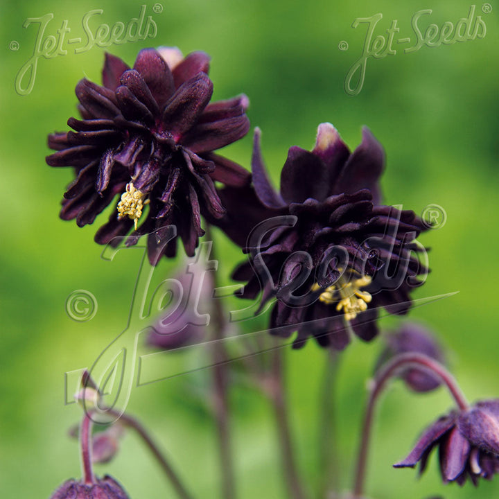 Aquilegia vulgaris var. stellata 'Black Barlow' (Barlow Series)