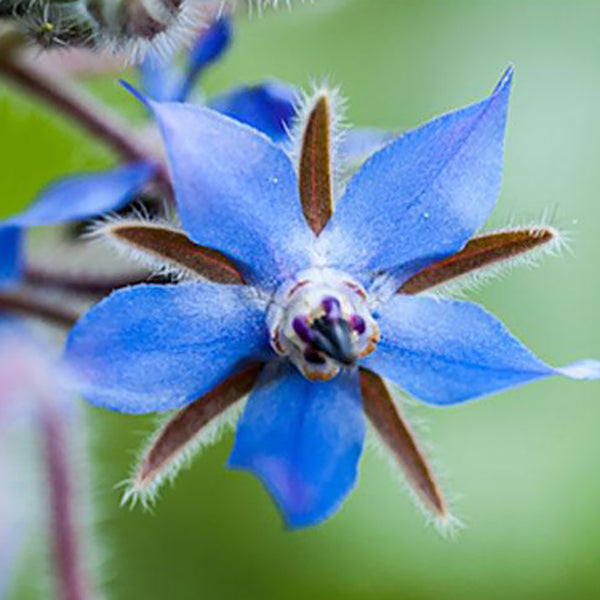 Gardenature Seedball - Bat mix