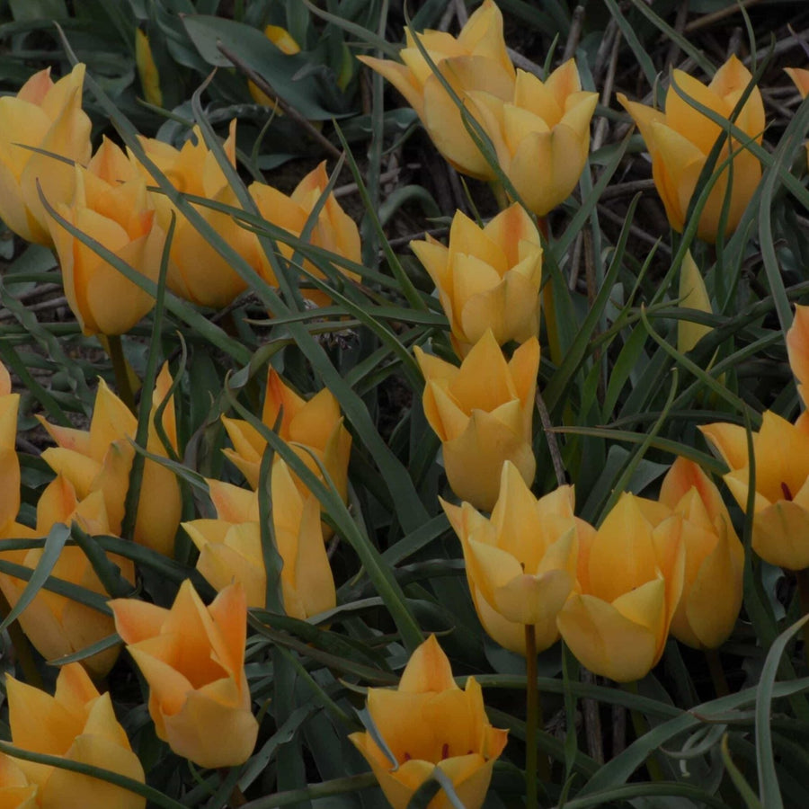 Tulip batalinii 'Bronze Charm'