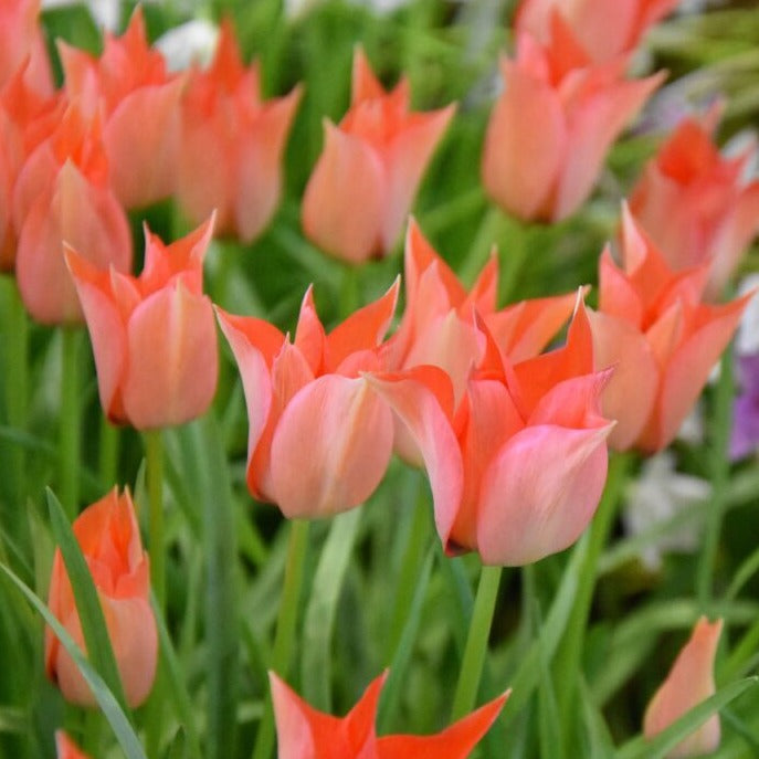 Tulip batalinii 'Salmon Gem'