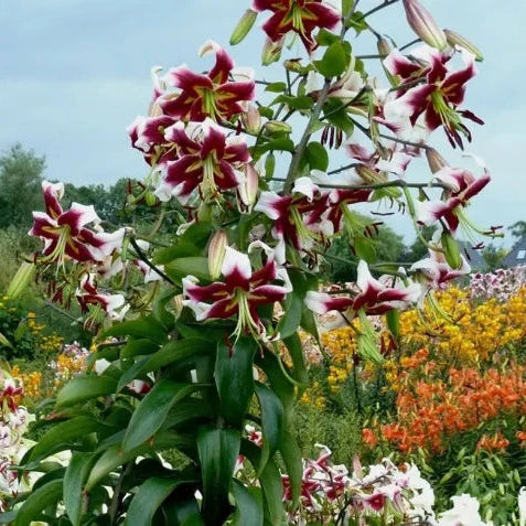 Lilium 'Beverly Dreams' Bulbs | Red & White OT Lily