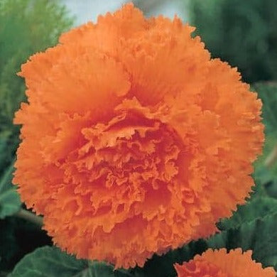 Begonia 'Fimbriata Orange'