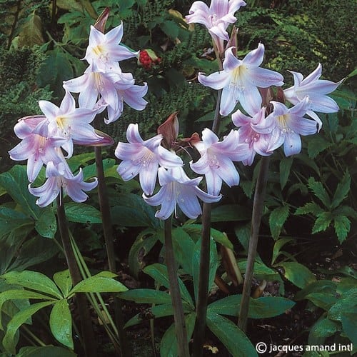 Amaryllis belladonna (Jersey Lily)