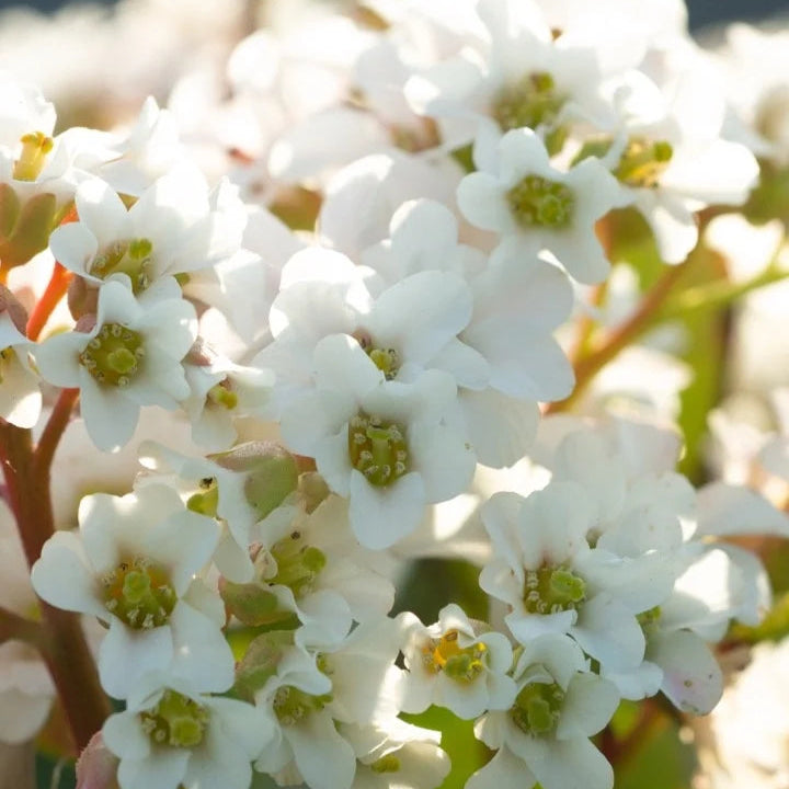 Bergenia 'Bressingham White'
