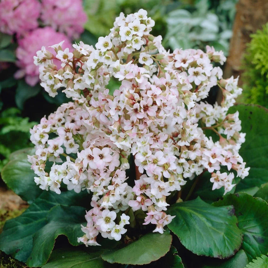 Bergenia 'Bressingham White'
