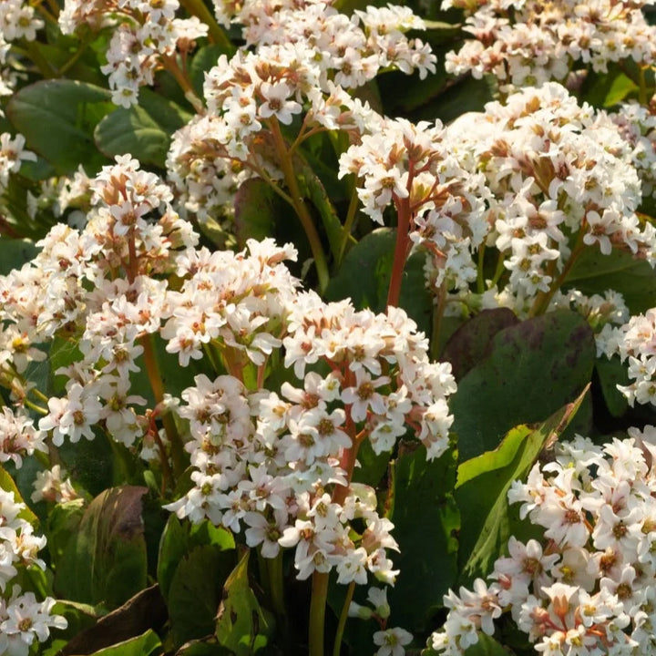 Bergenia 'Bressingham White'
