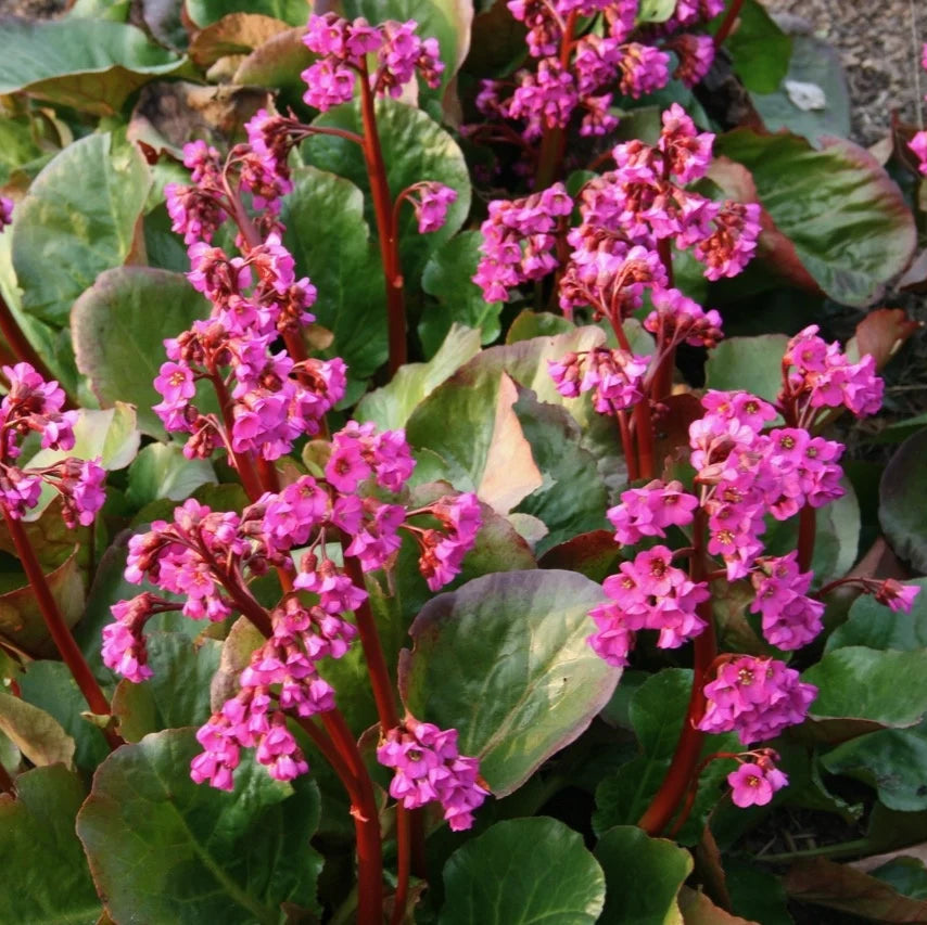Bergenia 'Eroica'
