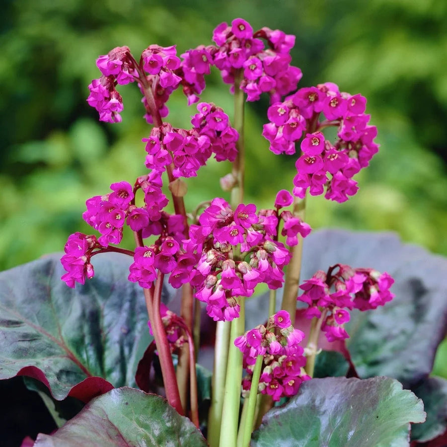 Bergenia 'Eroica'