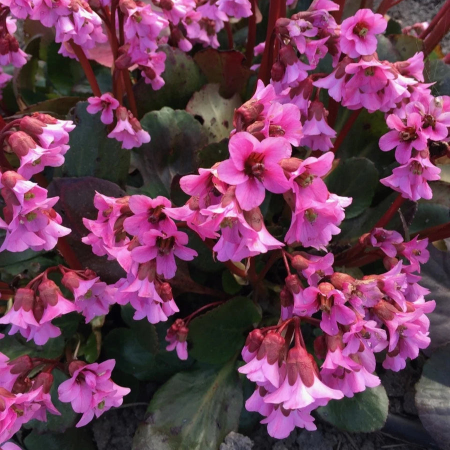 Bergenia 'Rosi Klose'