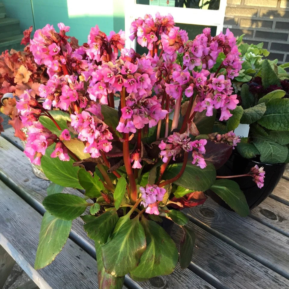 Bergenia 'Rosi Klose'