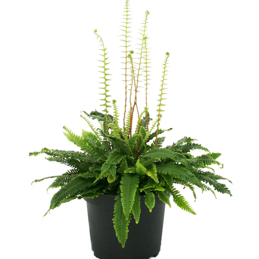 Deer Fern - Blechnum spicant