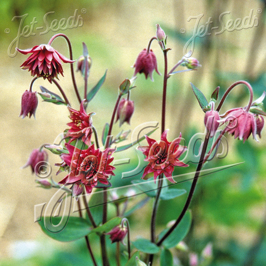 Aquilegia vulgaris var. stellata 'Bordeaux Barlow'