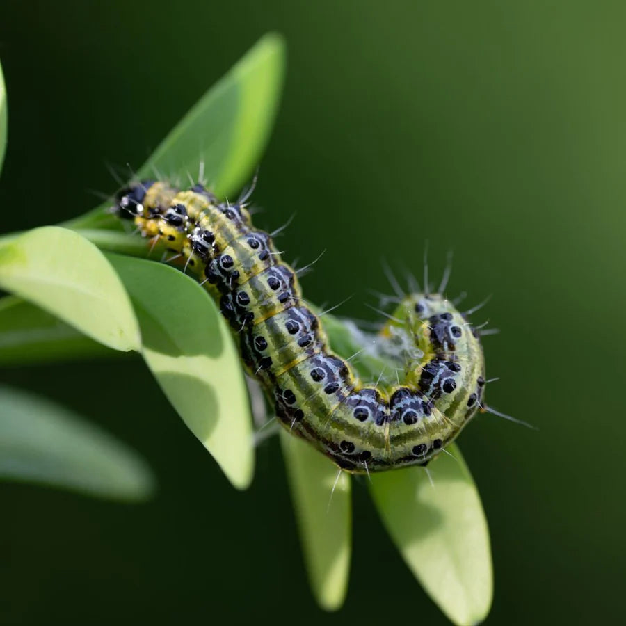 A box tree caterpillar on a leaf

