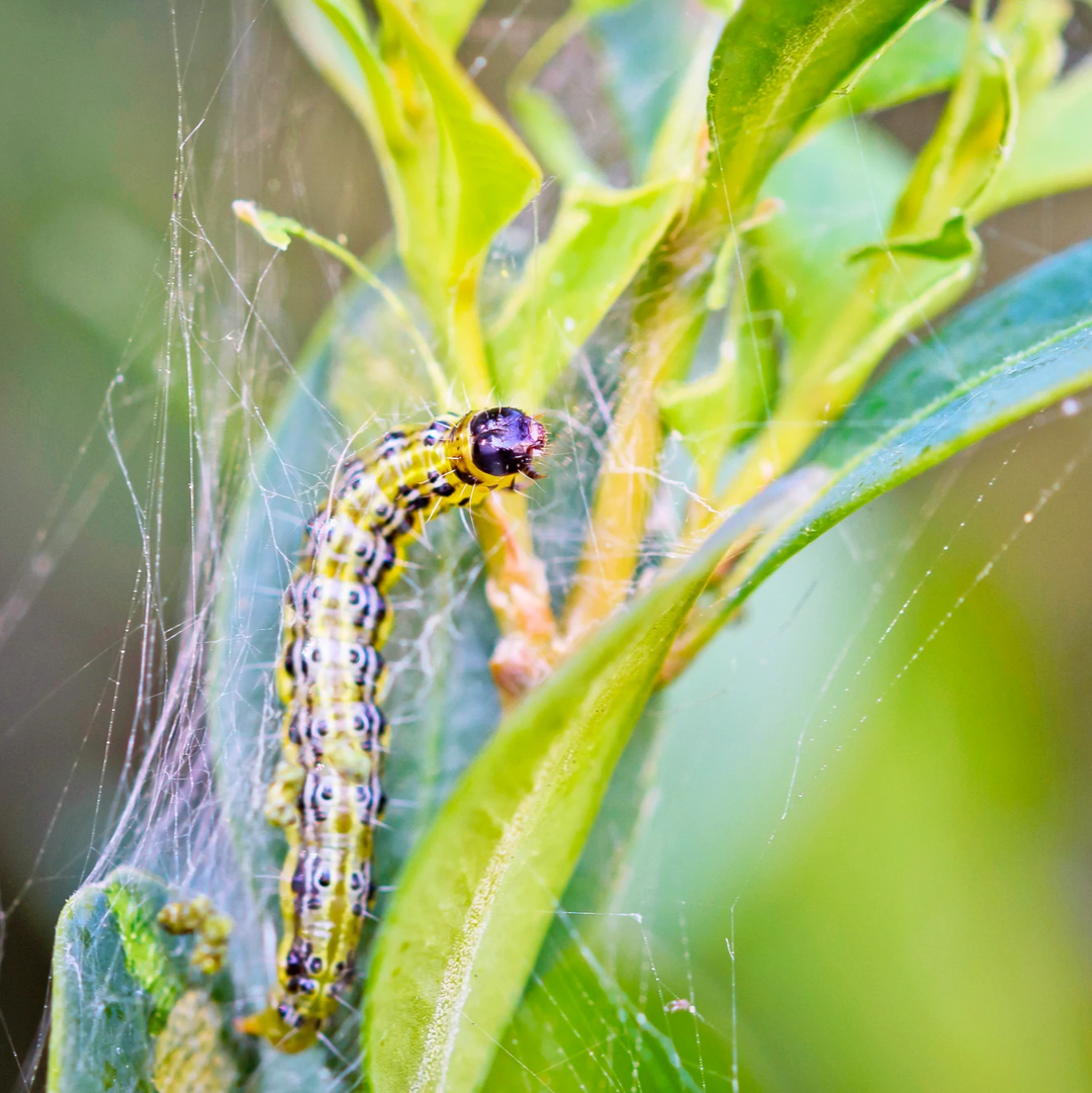 MightyNem Box Moth Killer (Parasitic Nematodes - Steinernema carpocapsae)