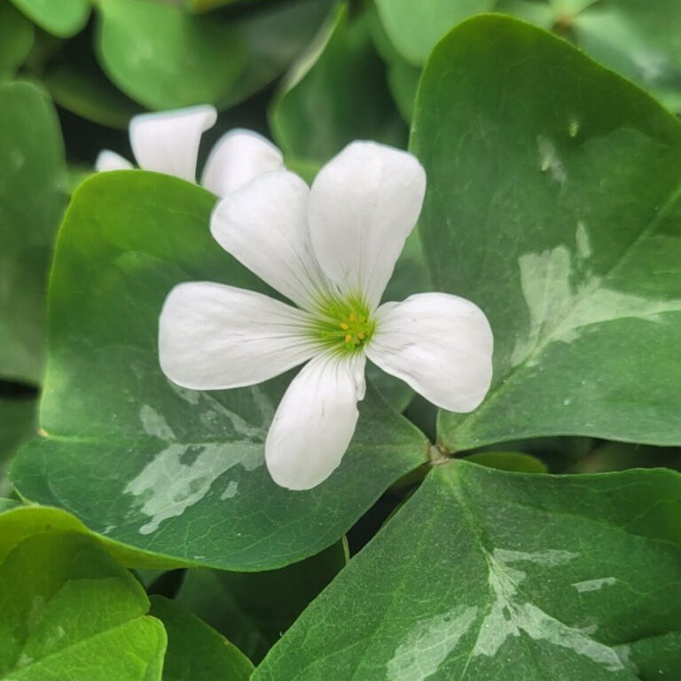 Oxalis triangularis 'Birgit'