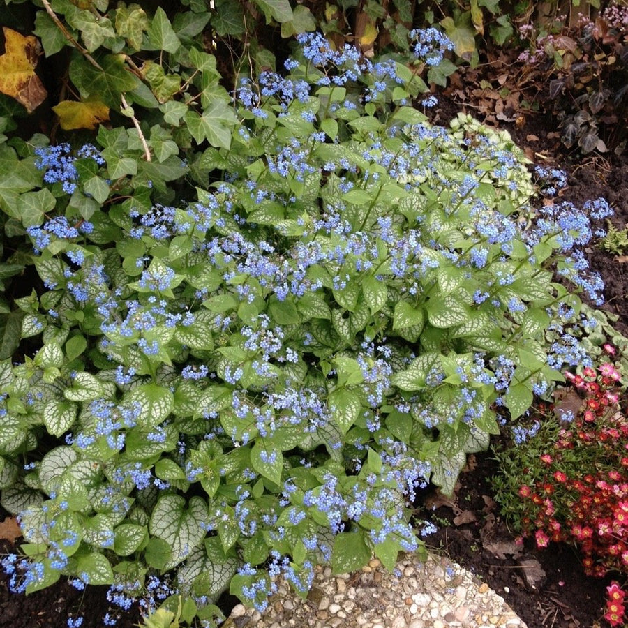 Brunnera macrophylla 'Jack Frost'