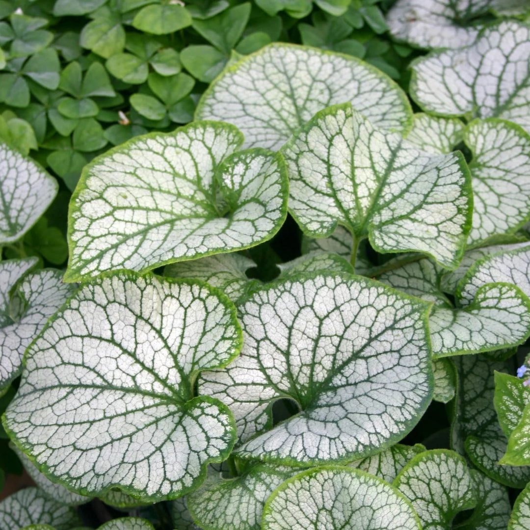 Brunnera macrophylla 'Jack Frost'