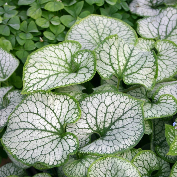 Brunnera macrophylla 'Jack Frost'