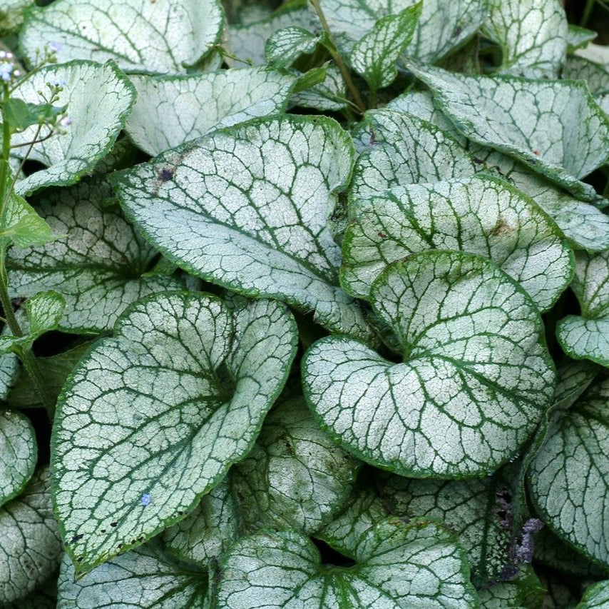 Brunnera macrophylla 'Jack Frost'