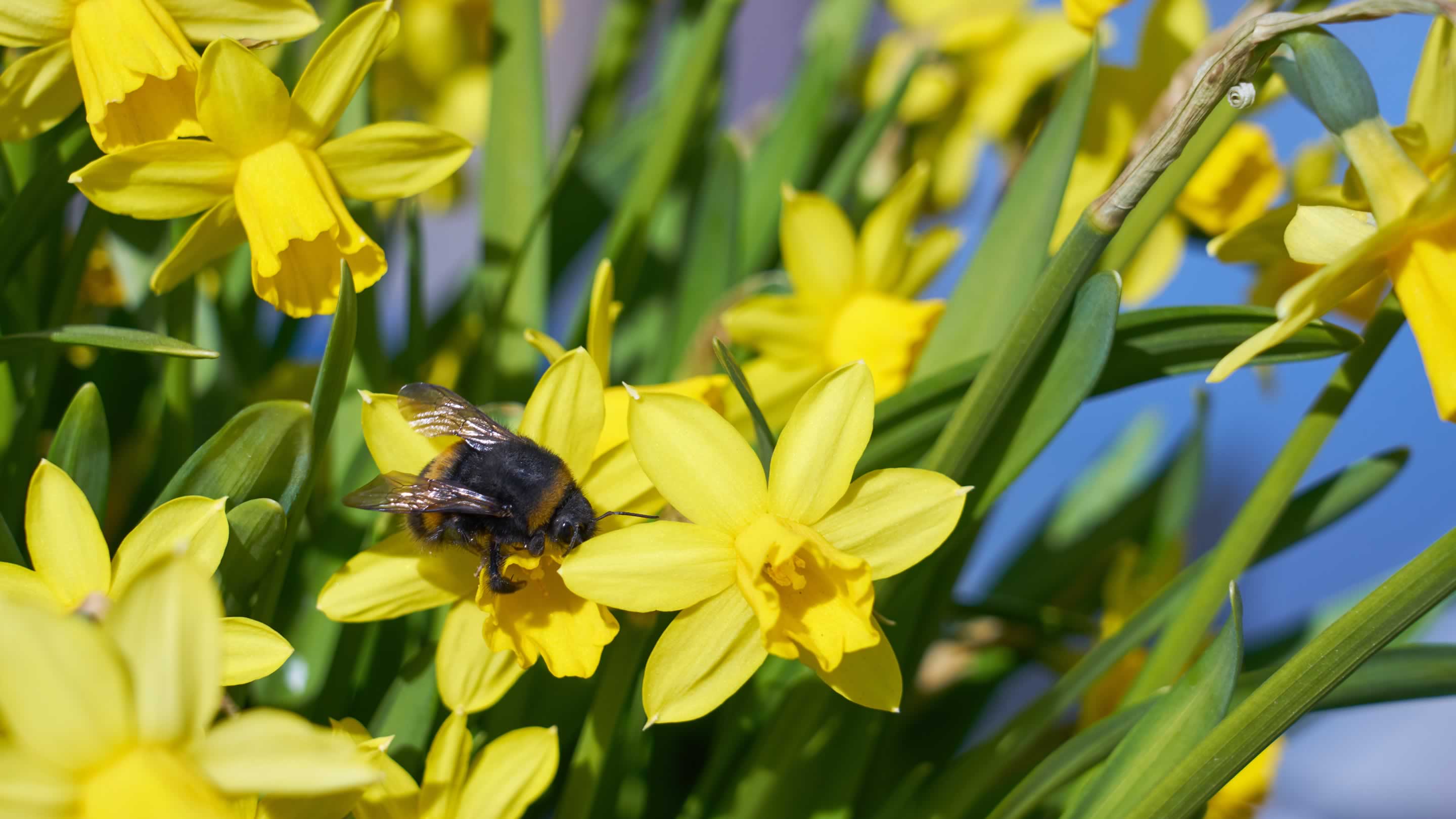 Bumblebee in daffodils