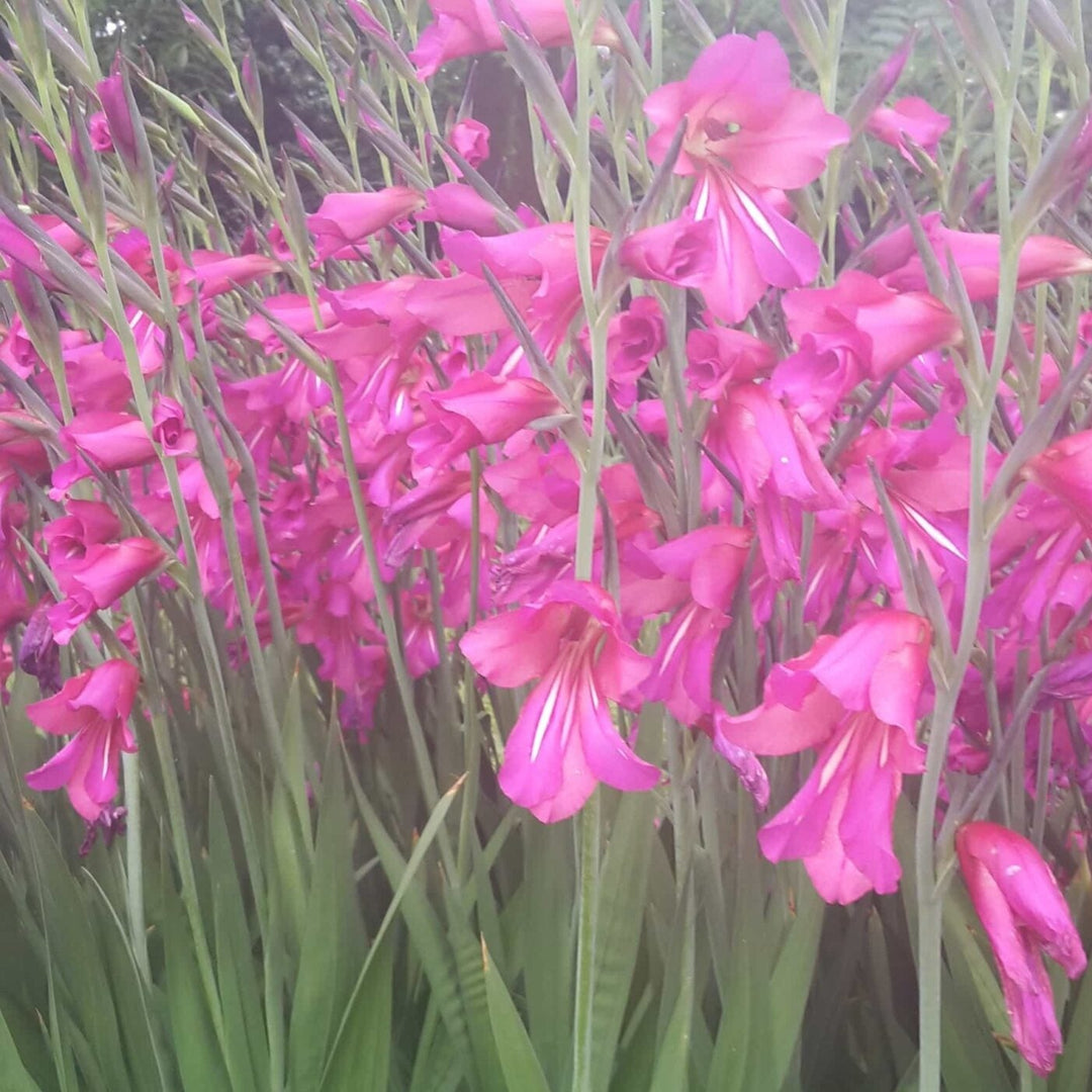 Gladiolus communis ssp. byzantinus