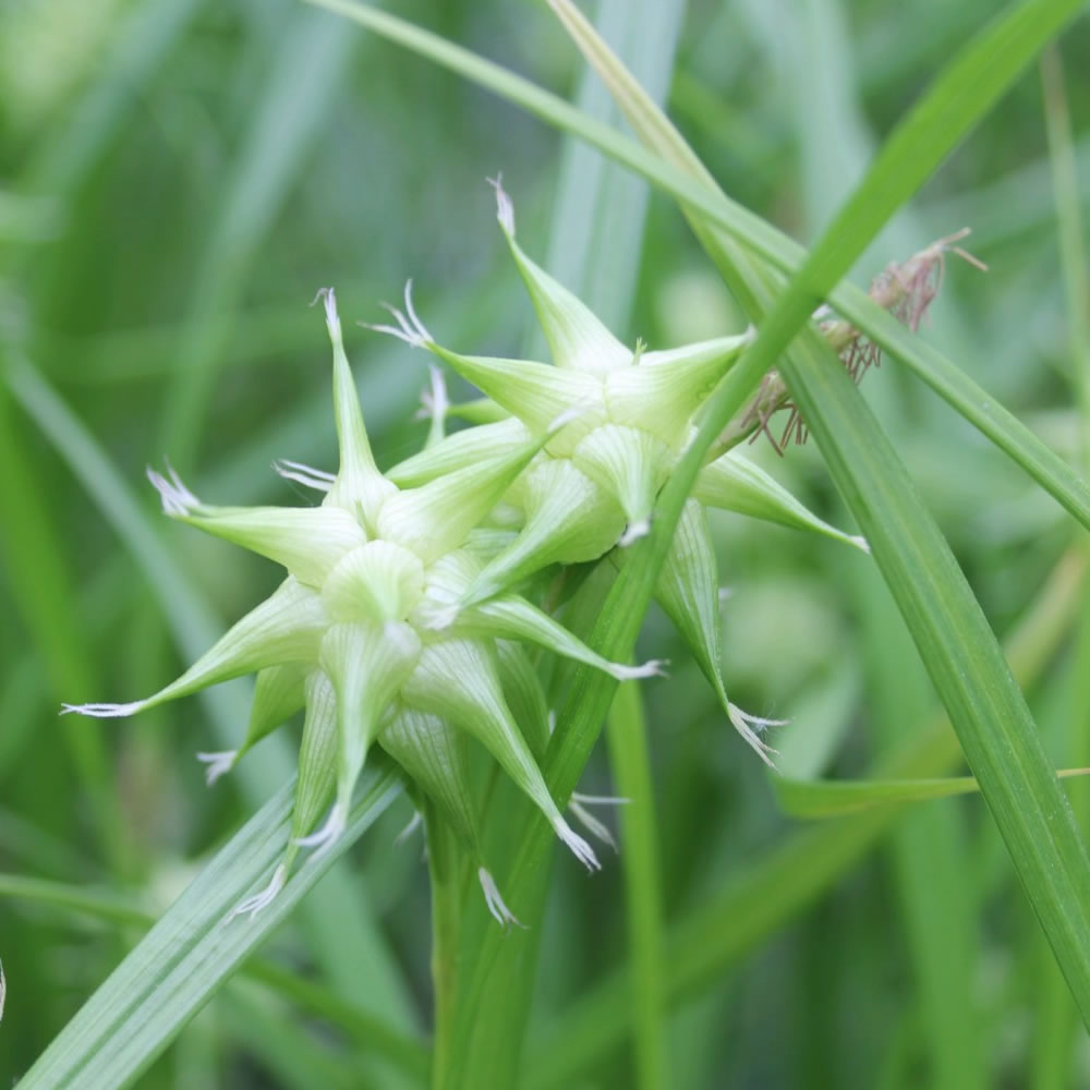 Mace Sedge (Carex grayi)