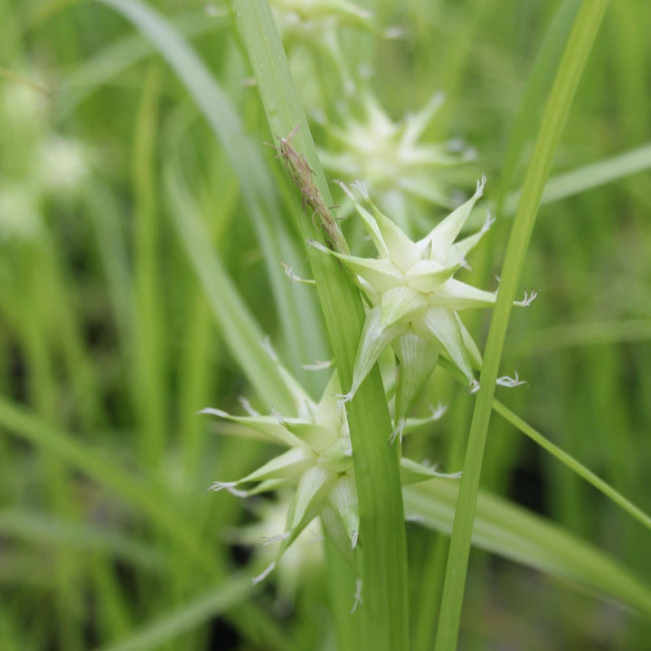 Mace Sedge (Carex grayi)