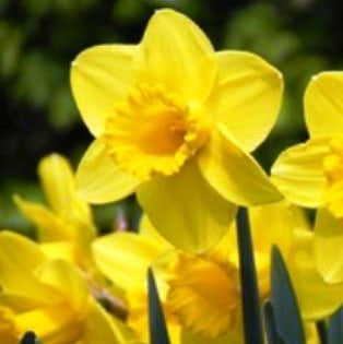 Narcissus Carlton