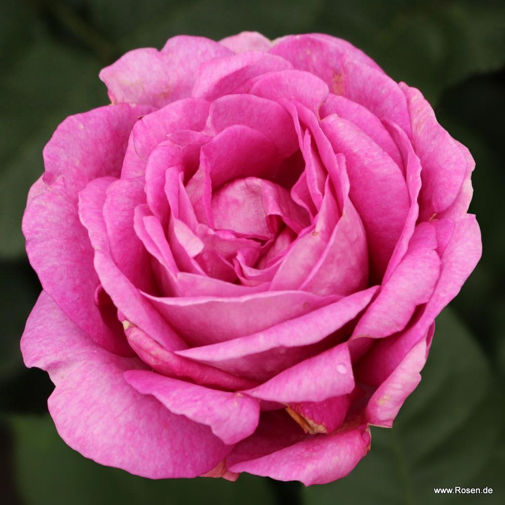 Rosa 'Adorable Parfuma'