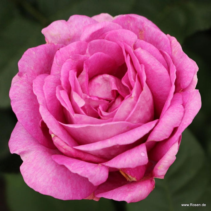 Rosa 'Adorable Parfuma'