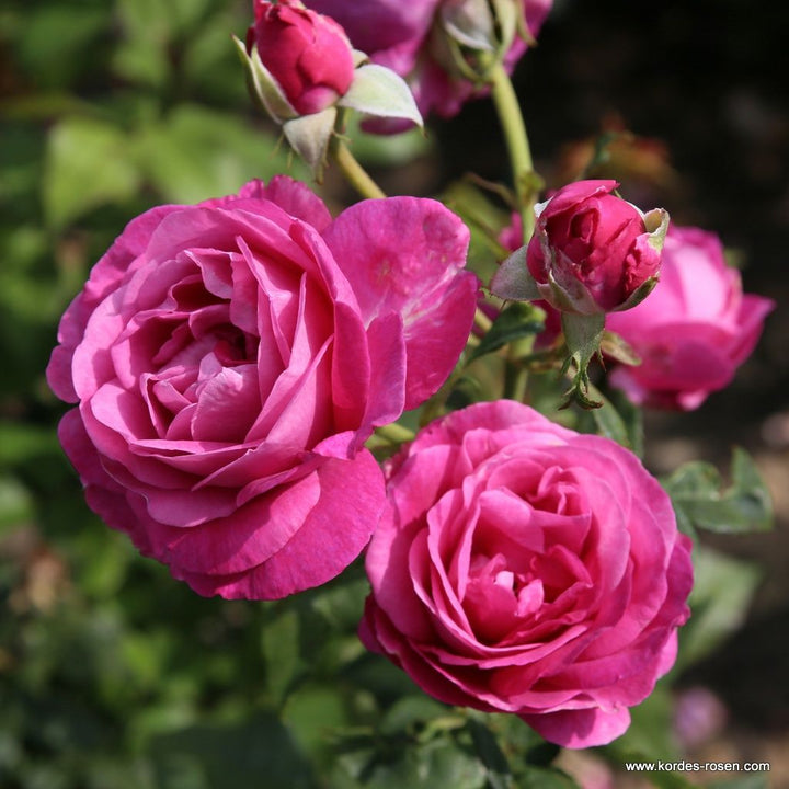 Rosa 'Adorable Parfuma'