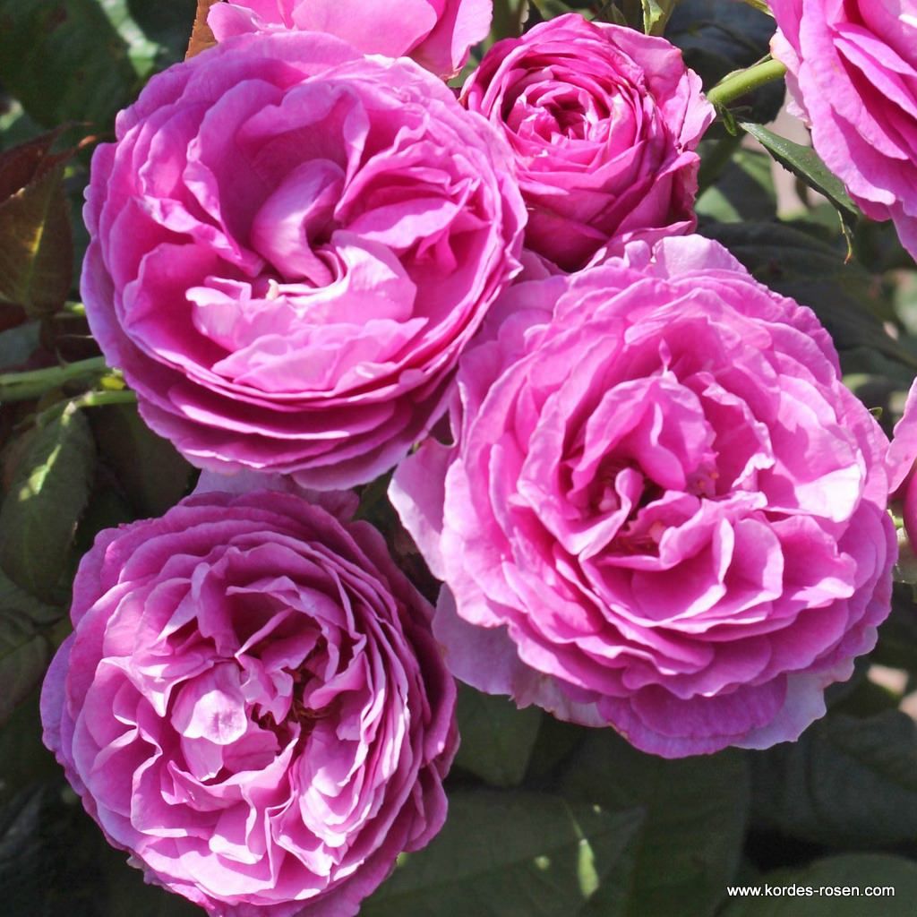 Rosa 'Adorable Parfuma'