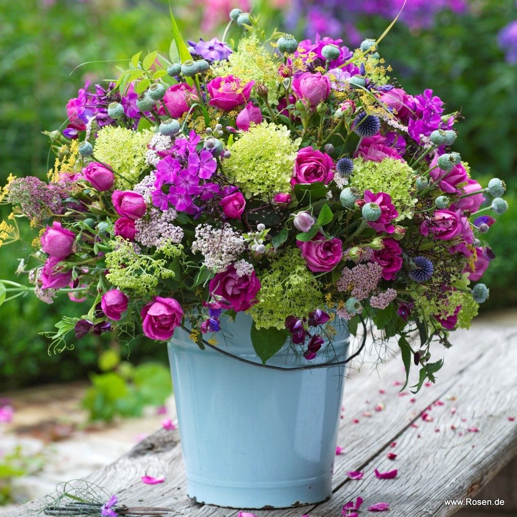 Rosa 'Adorable Parfuma'