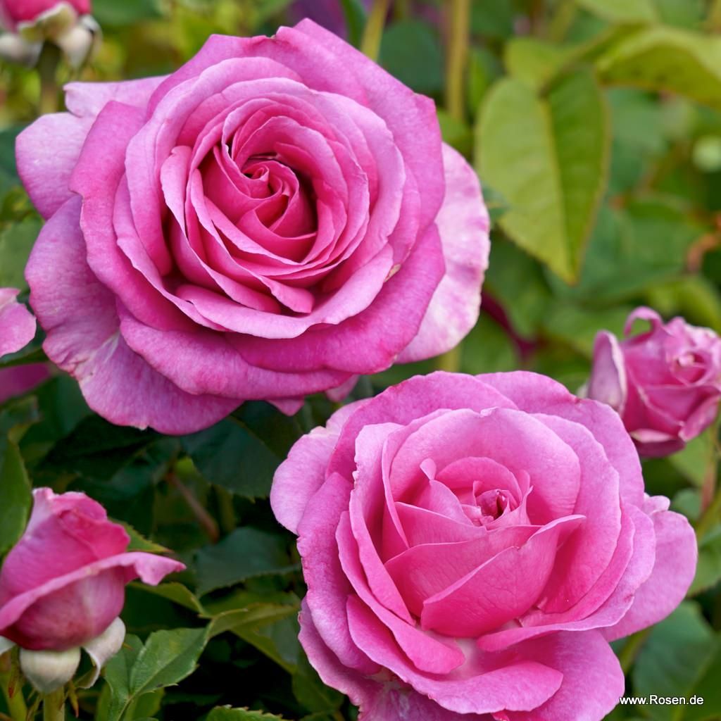 Rosa 'Adorable Parfuma'