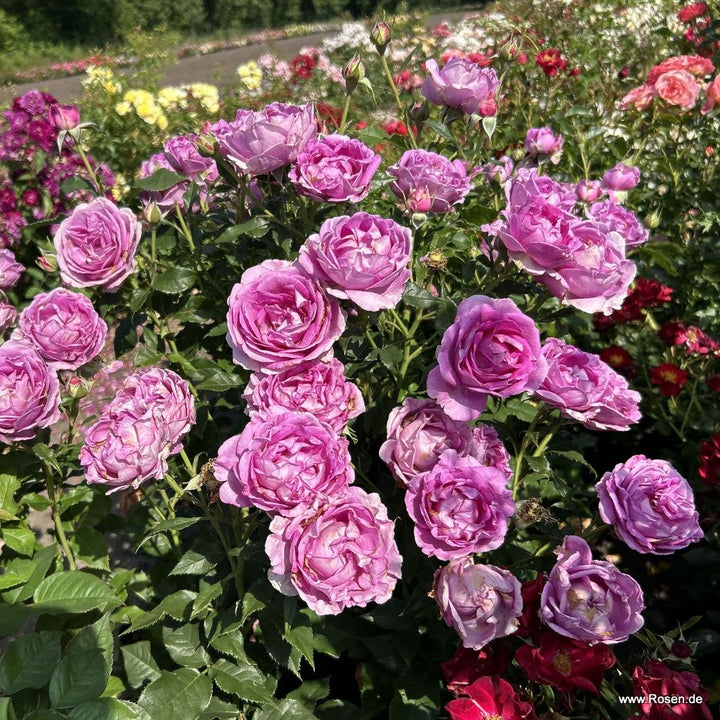 Rosa 'Adorable Parfuma'
