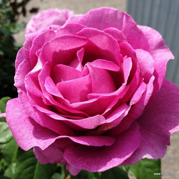 Rosa 'Adorable Parfuma'