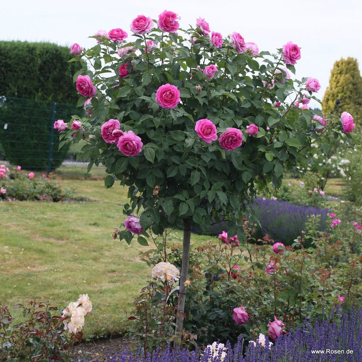 Rosa 'Adorable Parfuma'