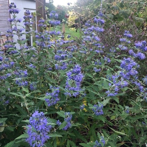 Caryopteris × clandonensis 'Blue Balloon'