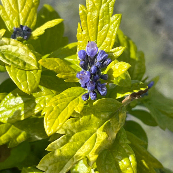 Caryopteris × clandonensis 'Sapphire Dream'
