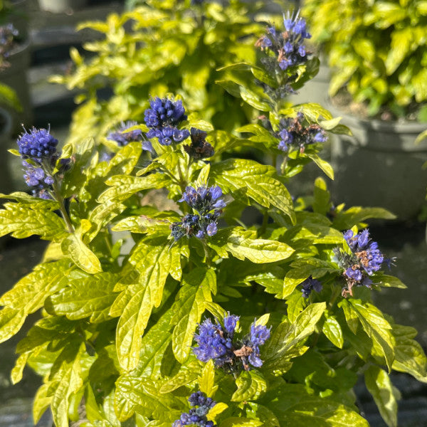Caryopteris × clandonensis 'Sapphire Dream'
