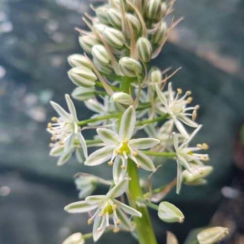 Ornithogalum longibracteatum Bulbs | False Sea Onion