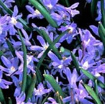 Chionodoxa sardensis