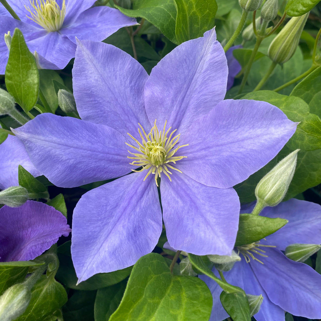 Clematis 'Fujimusume'
