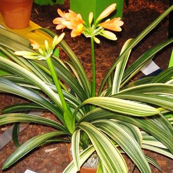 Buy Clivia miniata 'Variegata' Rhizomes online