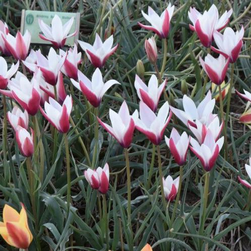 Tulip clusiana 'Peppermint Stick'