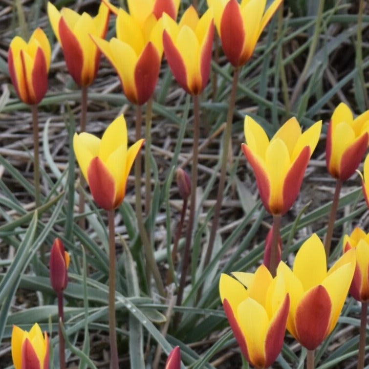 Tulip clusiana var. 'Tubergen's Gem'