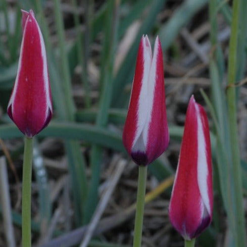 Tulip clusiana 'The Lady Tulip'